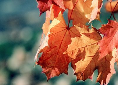 leaf, autumn, depth of field - desktop wallpaper