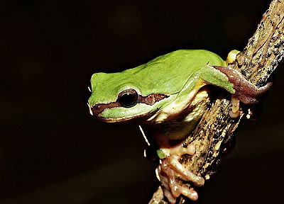 animals, frogs, amphibians - related desktop wallpaper