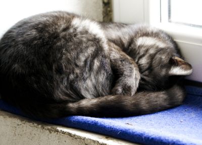 cats, animals, sleeping - duplicate desktop wallpaper