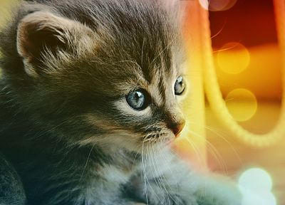 cats, kittens - desktop wallpaper
