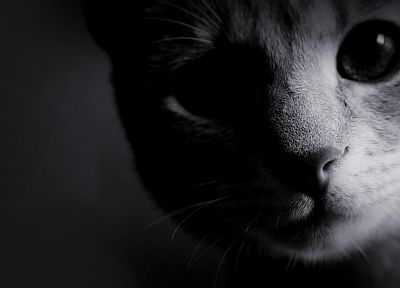 black and white, cats, animals, kittens - related desktop wallpaper