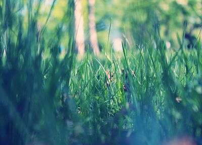 close-up, nature, grass, macro, dew - random desktop wallpaper