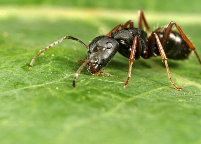 insects, ant - random desktop wallpaper