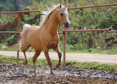 animals, horses, mud - random desktop wallpaper