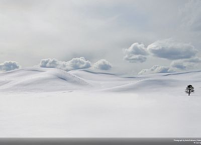 winter, snow, trees, white, cold, lonely, Yellowstone, National Park - duplicate desktop wallpaper