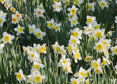 daffodils - duplicate desktop wallpaper