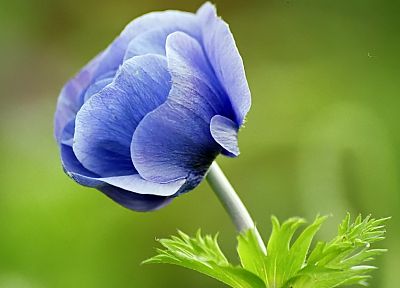 flowers, blue flowers - desktop wallpaper