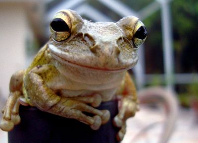 animals, frogs - related desktop wallpaper