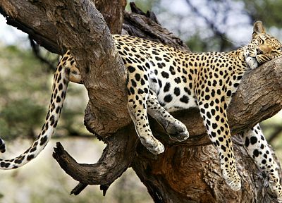 trees, leopards - random desktop wallpaper
