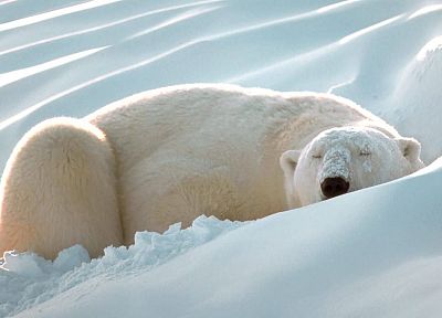 snow, animals, sleeping, polar bears, Artic - random desktop wallpaper