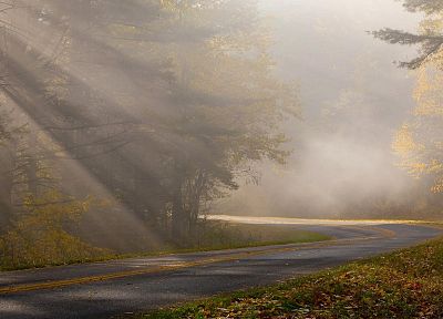 nature, leaves, fog, roads - desktop wallpaper