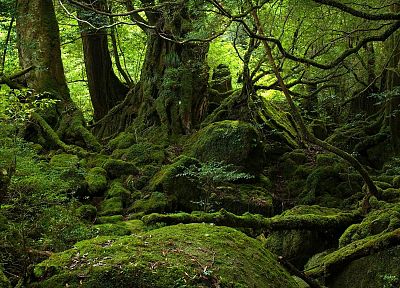 green, nature, forests, moss, old forest, rot - related desktop wallpaper