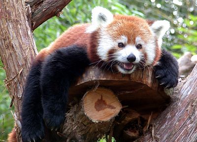 trees, animals, red pandas - duplicate desktop wallpaper
