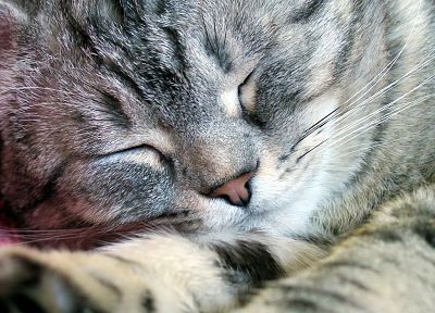 cats, closed eyes - desktop wallpaper