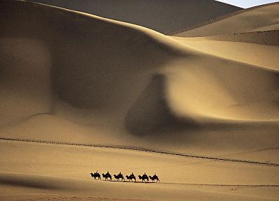 landscapes, deserts, camels - desktop wallpaper