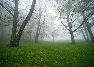 green, nature, trees, grass, fields, fog, mist - desktop wallpaper