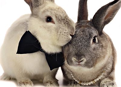 bunnies, animals - desktop wallpaper