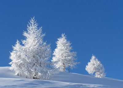 winter, snow, trees, flowers - duplicate desktop wallpaper