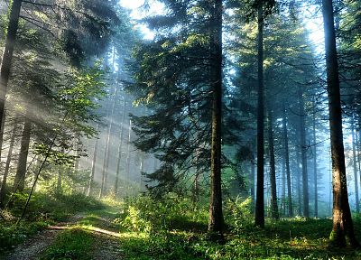 landscapes, nature, trees, forests, sunlight, roads, HDR photography - desktop wallpaper