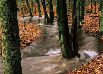 nature, trees, forests, rivers - related desktop wallpaper