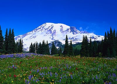 mountains, nature, wildflowers - desktop wallpaper