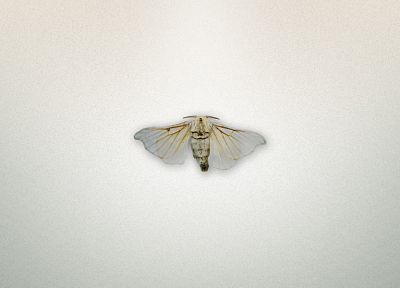 animals, insects, moth, white background - random desktop wallpaper