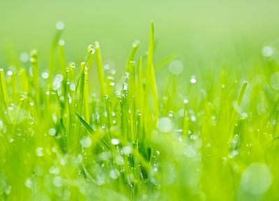 nature, grass, water drops, macro, dew - desktop wallpaper