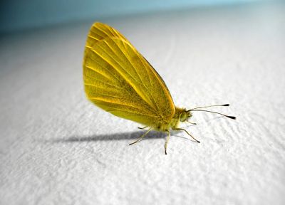 animals, insects, butterflies - desktop wallpaper