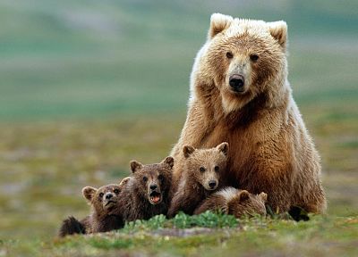 animals, bears, baby animals - duplicate desktop wallpaper