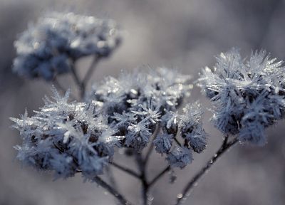 nature, flowers, frozen - random desktop wallpaper