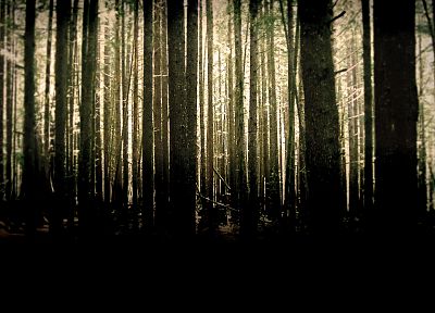 nature, woods - duplicate desktop wallpaper