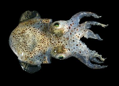 squid - related desktop wallpaper