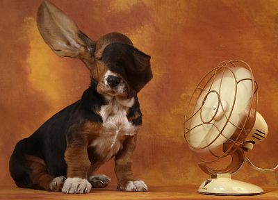 animals, dogs, funny, fans - desktop wallpaper
