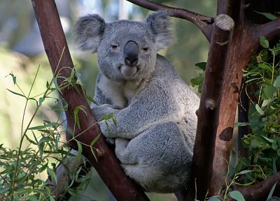 animals, koalas - random desktop wallpaper