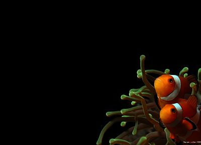 clownfish, sea anemones - duplicate desktop wallpaper