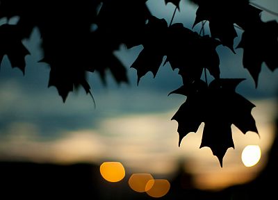 trees, leaves, silhouettes, plants, bokeh, maple leaf - desktop wallpaper