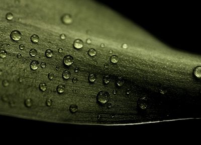 nature, grass, water drops, macro, black background - related desktop wallpaper