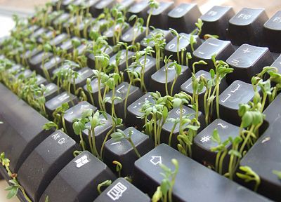 keyboards, plants, cress - random desktop wallpaper