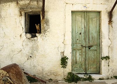 cats, old, houses, window panes, doors - random desktop wallpaper