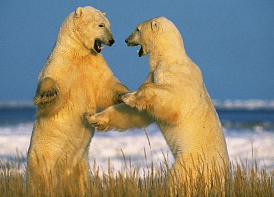 animals, Canada, polar bears - random desktop wallpaper