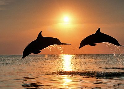 Sun, silhouettes, jumping, dolphins, sea - desktop wallpaper