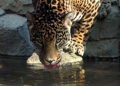 nature, animals, jaguars - random desktop wallpaper