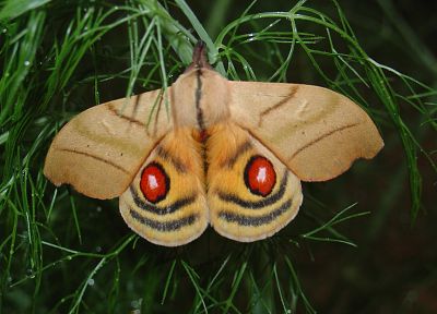 moth, butterflies - random desktop wallpaper