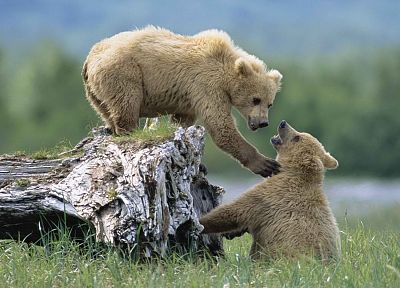 Alaska, grizzly bears, National Park, siblings - random desktop wallpaper