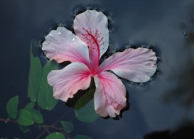 flowers, hibiscus, pink flowers - desktop wallpaper