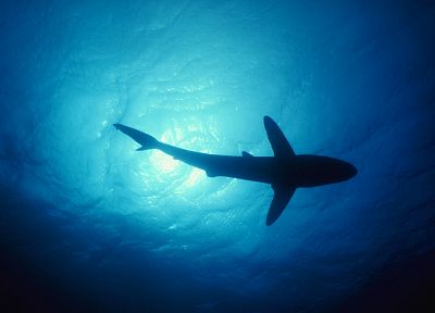 water, ocean, animals, fish, sharks, underwater - desktop wallpaper