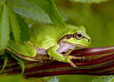 animals, leaves, frogs, macro, amphibians - desktop wallpaper