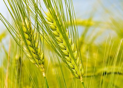 green, nature, fields, summer, wheat - desktop wallpaper