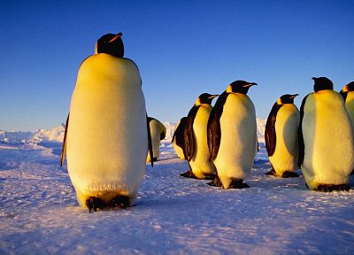 ice, penguins - random desktop wallpaper