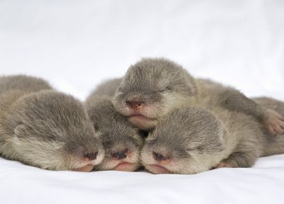 otters, baby animals - desktop wallpaper